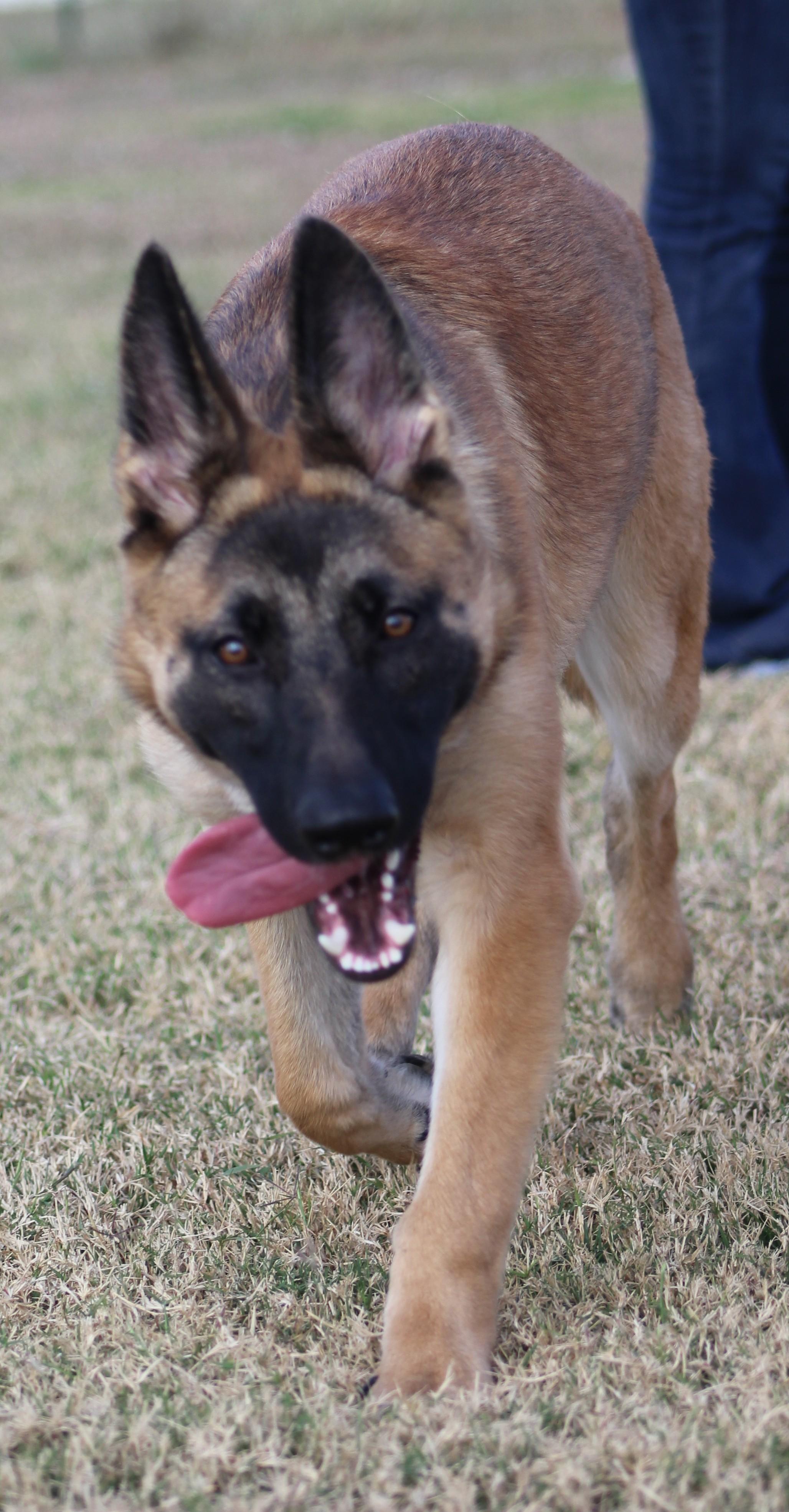 Elbie, adoptable, Young Female German Shepherd Dog & Belgian Shepherd / Malinois.