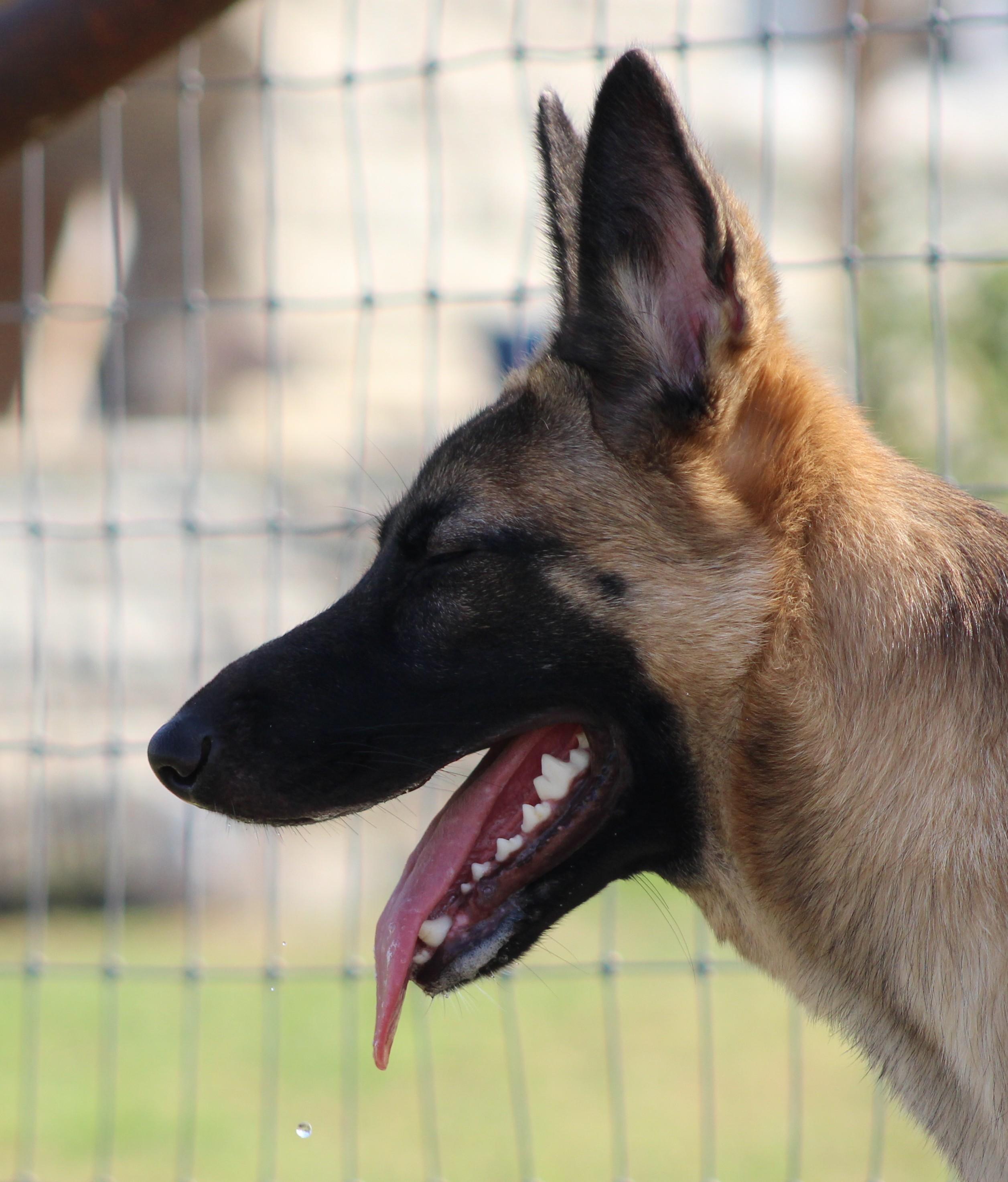Enlarge Elbie, an adoptable mixed breed in Temple, TX image 2/6