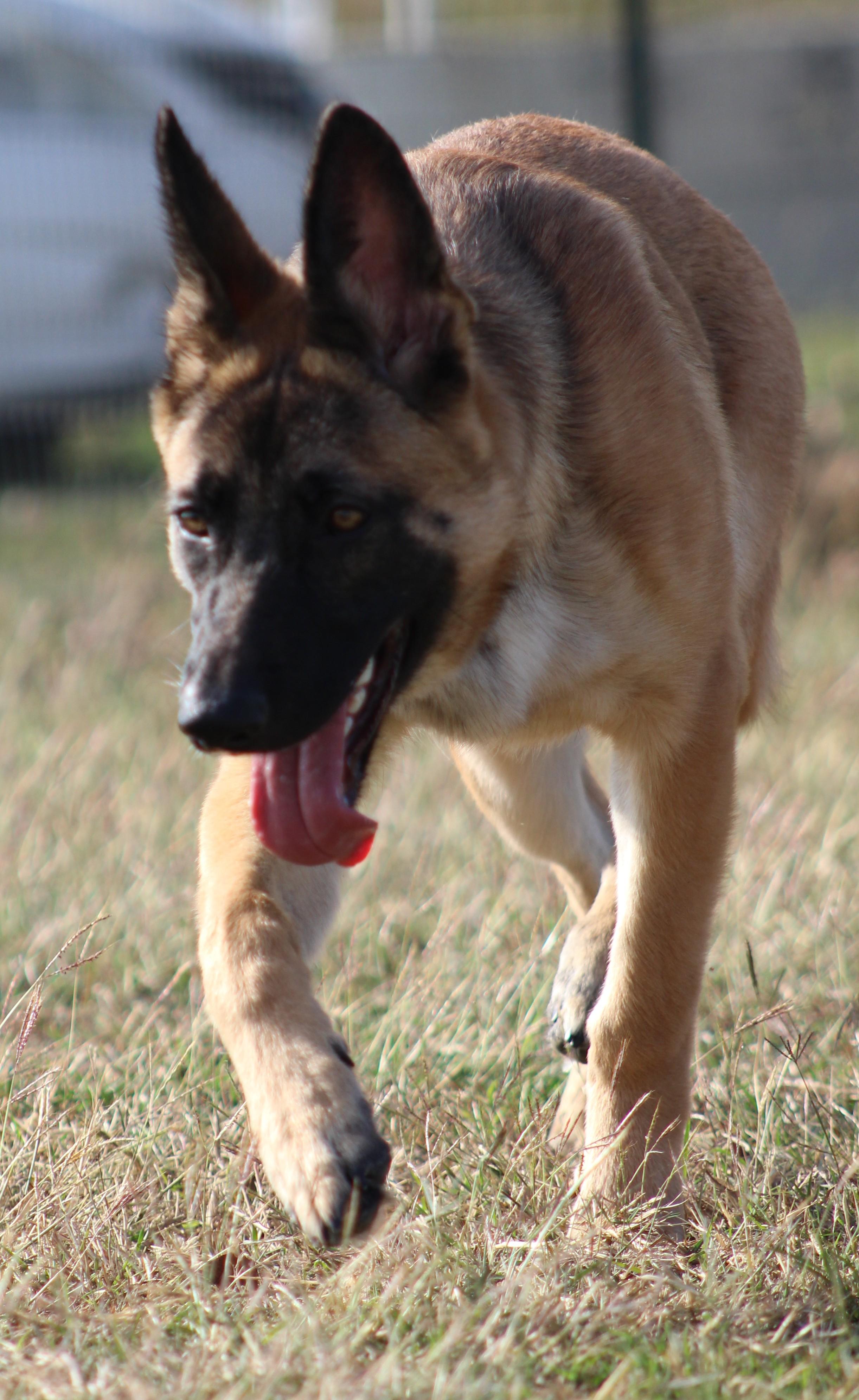 Enlarge Elbie, an adoptable mixed breed in Temple, TX image 3/6