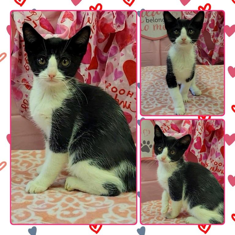 Enlarge MANATEE, a ADOPTABLE Domestic Short Hair in Buckhannon, WV image 1/1