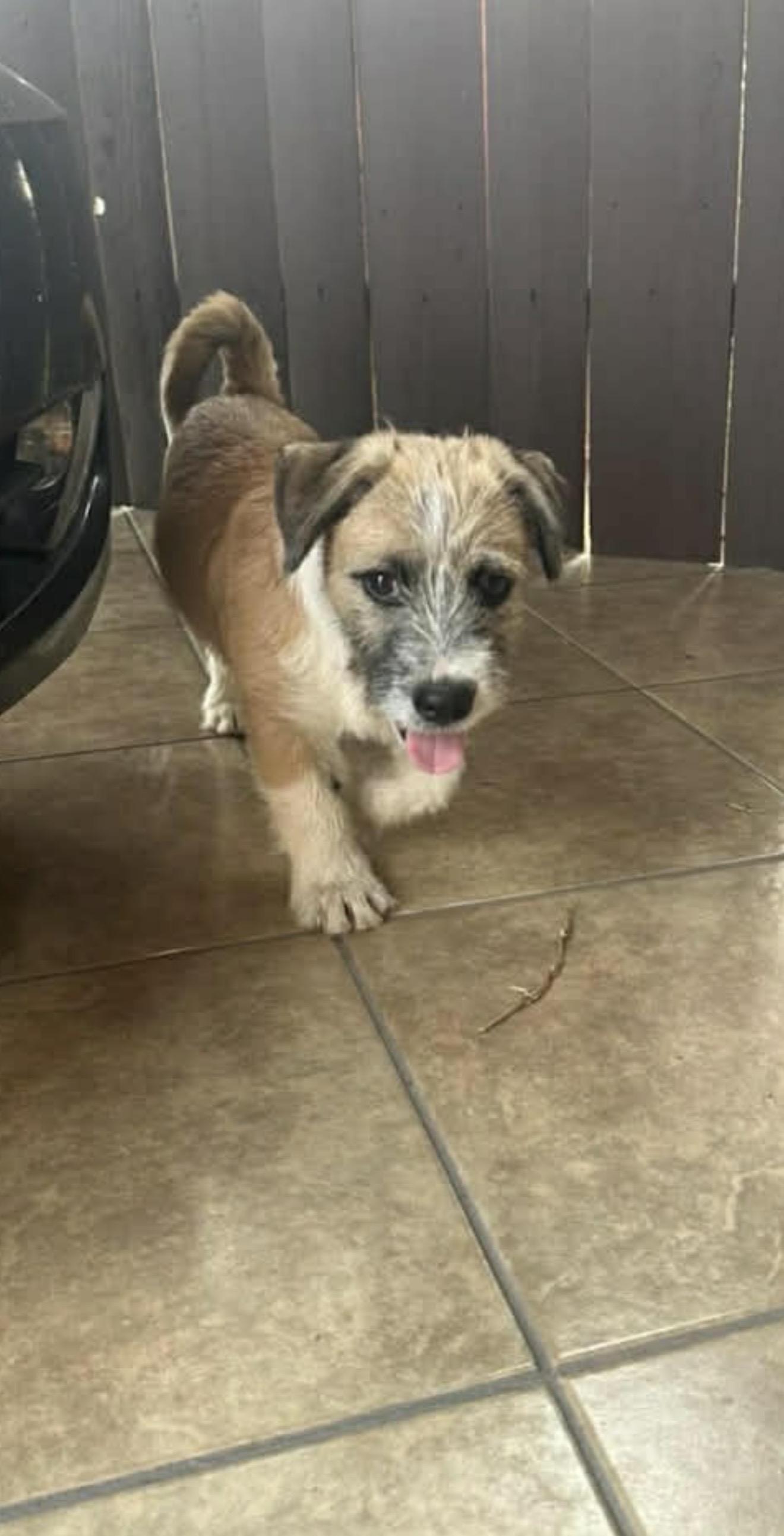 Enlarge Shorty - The Smart Baby Boy , a ADOPTABLE mixed breed in Rancho Cucamonga , CA image 2/3