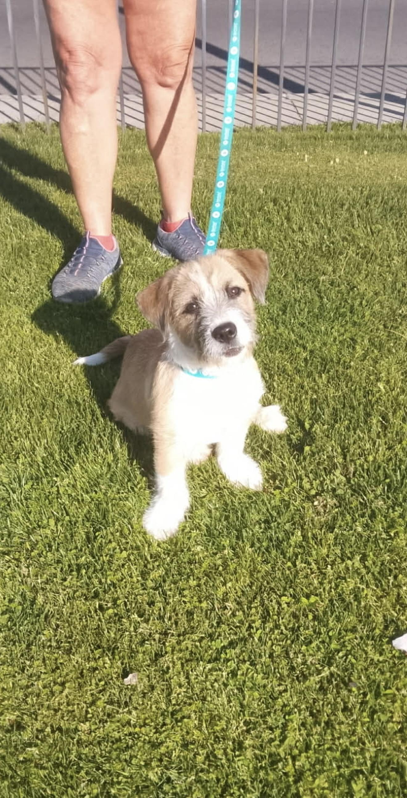 Enlarge Shorty - The Smart Baby Boy , a ADOPTABLE mixed breed in Rancho Cucamonga , CA image 3/3