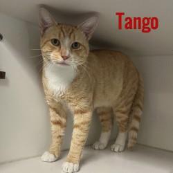 Tango, Adoptable, Young Male Domestic Short Hair.