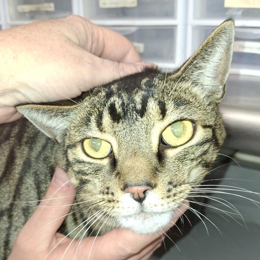 Tiger, a Adoptable Domestic Short Hair in Zanesville, OH image 1/3