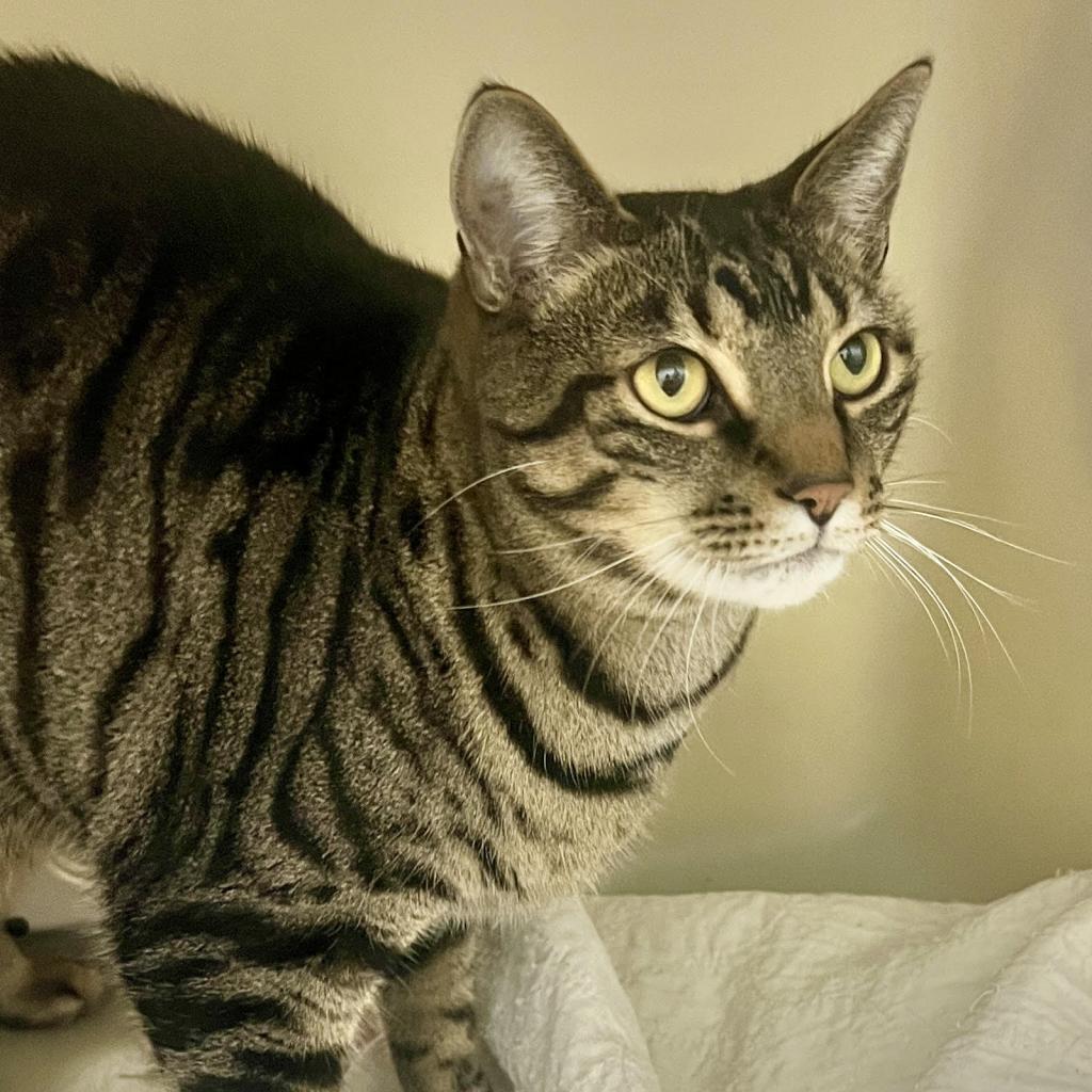 Tiger, a Adoptable Domestic Short Hair in Zanesville, OH image 2/3