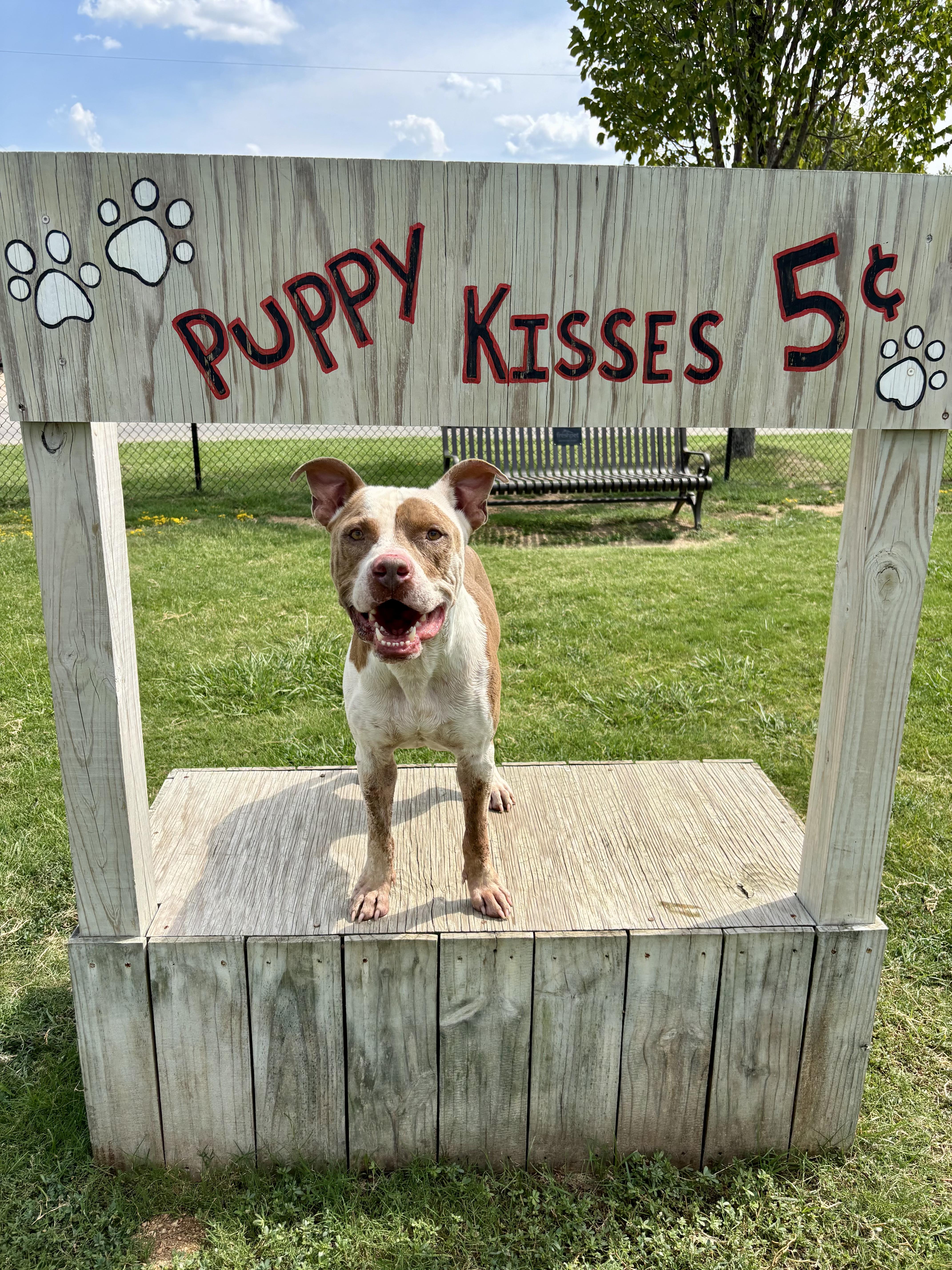 Enlarge Roscoe, a Adoptable American Staffordshire Terrier in Athens, TX image 2/6