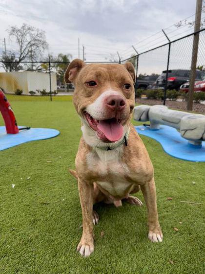 Welches - 2, Adoptable, Adult Male Pit Bull Terrier & Mixed Breed.