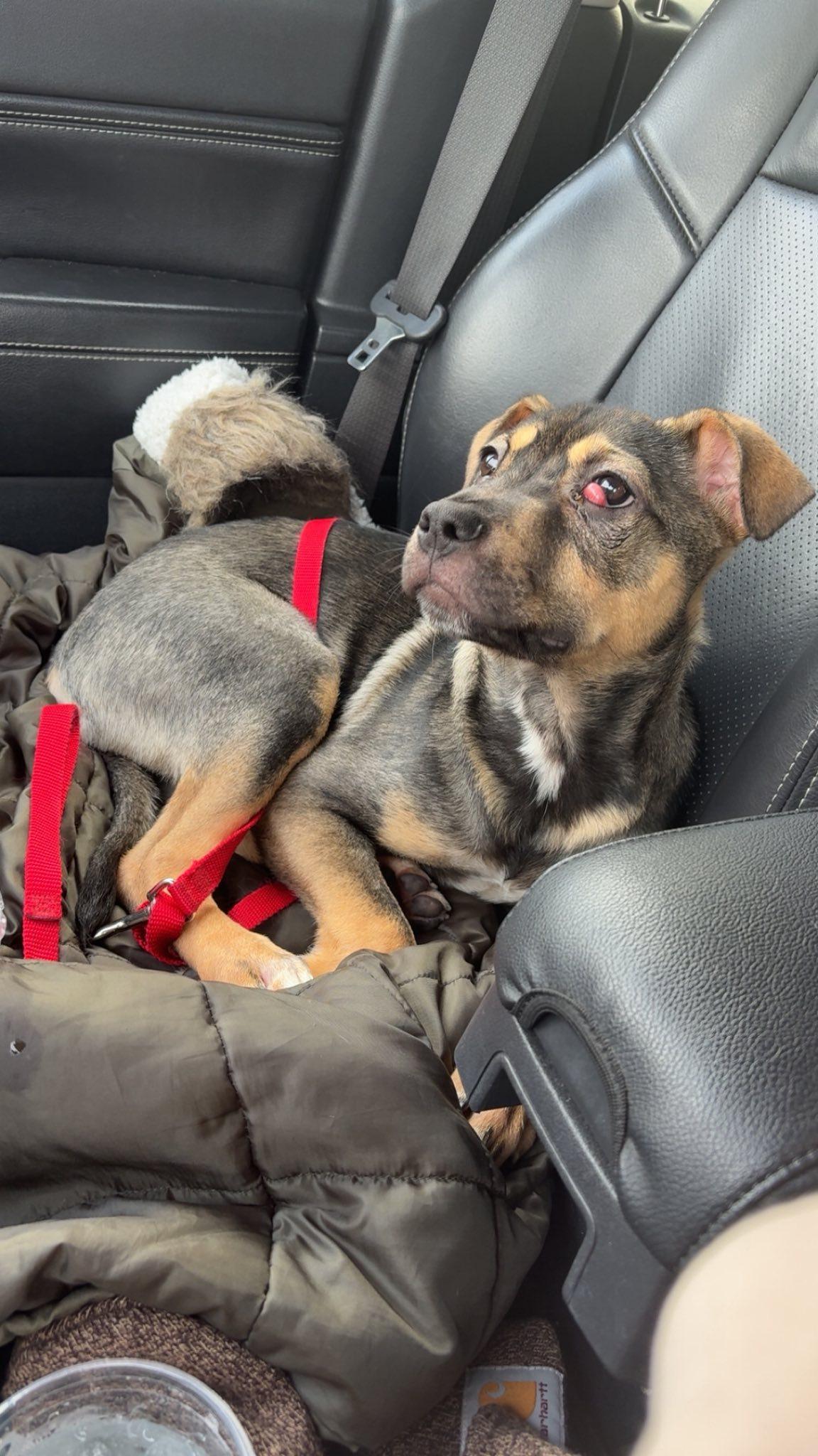 Radley, a ADOPTABLE mixed breed in mcminnville, OR image 5/6