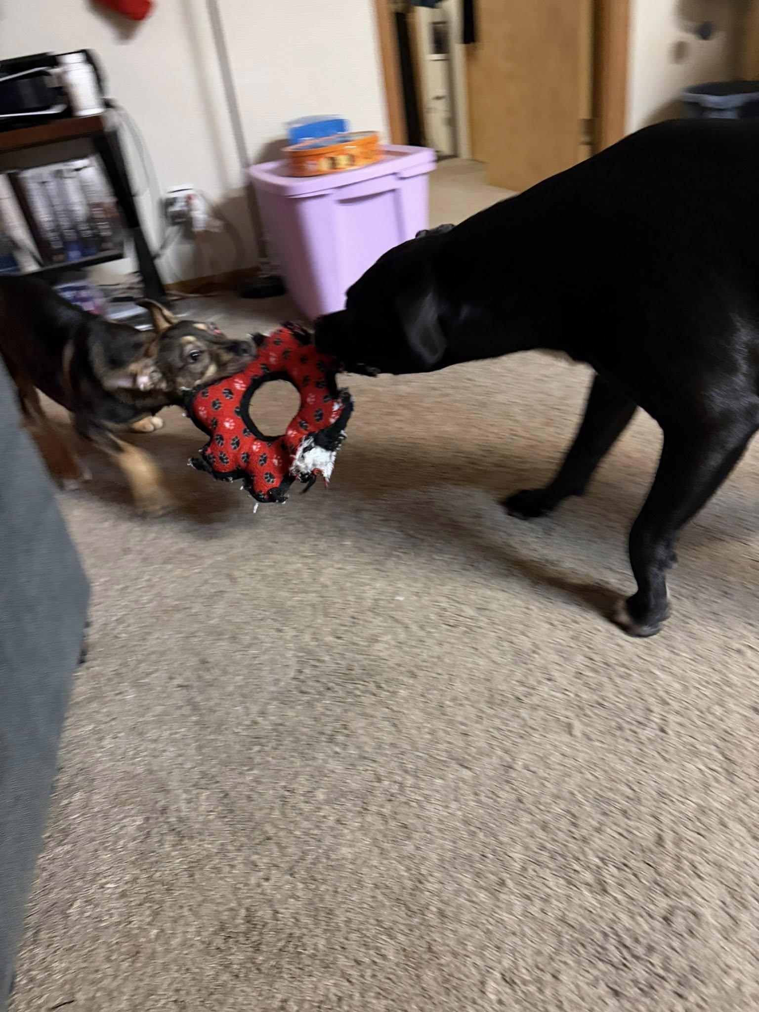 Radley, a ADOPTABLE mixed breed in mcminnville, OR image 6/6