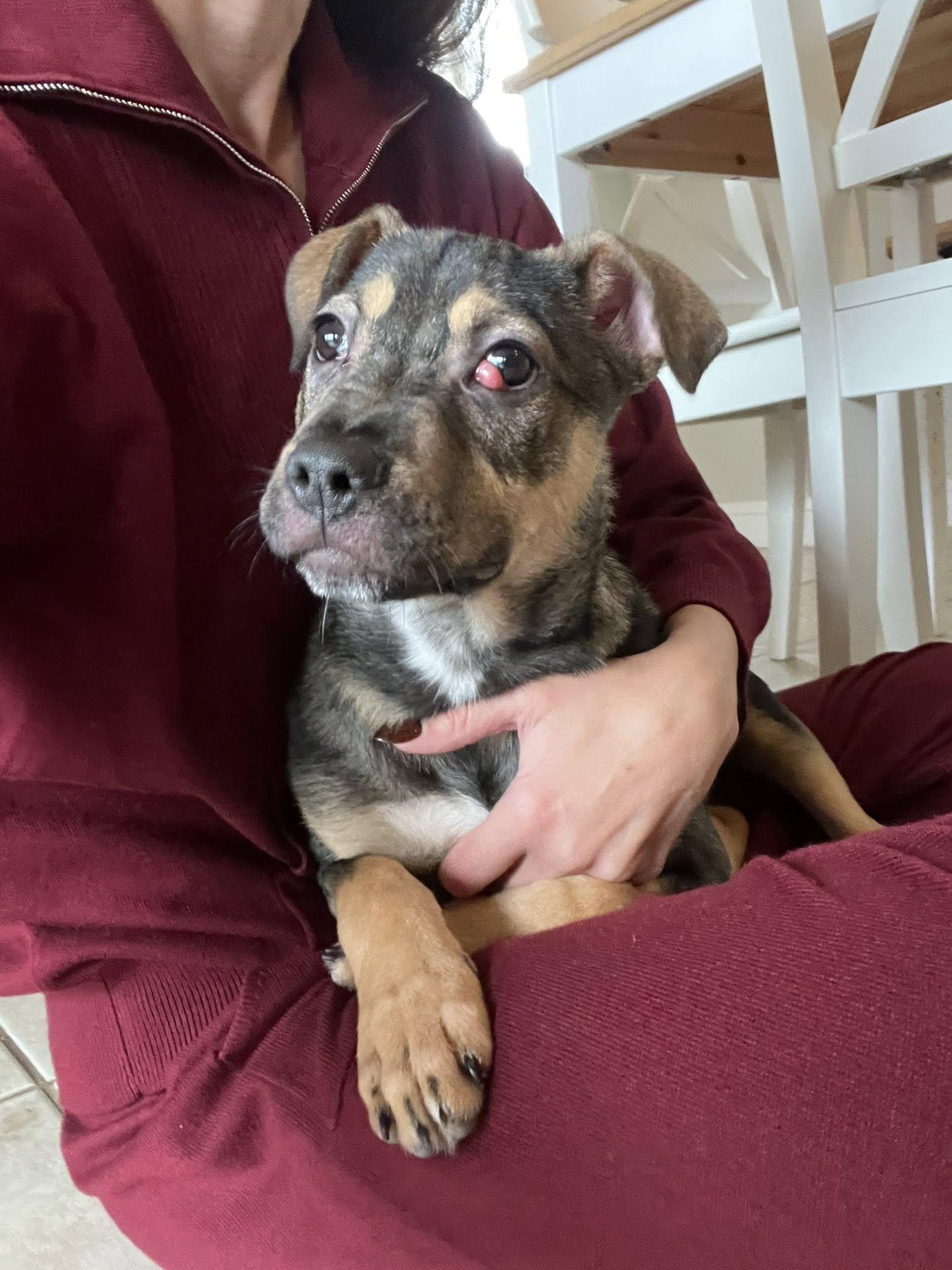 Radley, a ADOPTABLE mixed breed in mcminnville, OR image 1/6