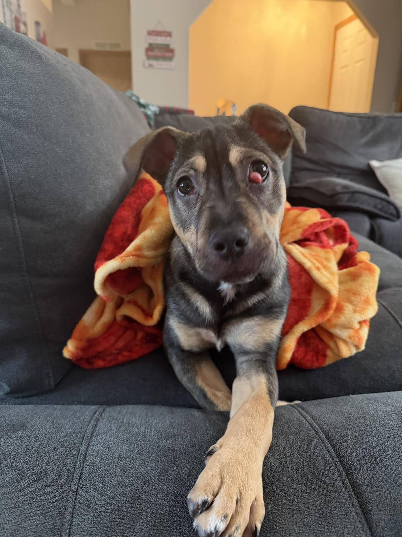 Radley, a ADOPTABLE mixed breed in mcminnville, OR image 2/6