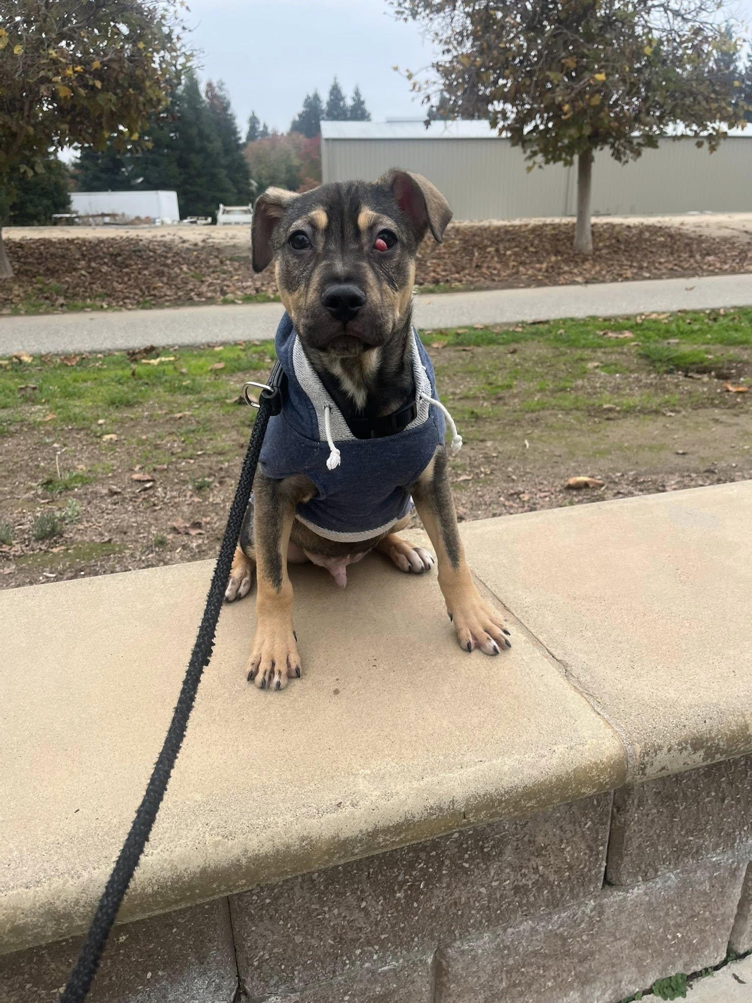 Radley, a ADOPTABLE mixed breed in mcminnville, OR image 3/6
