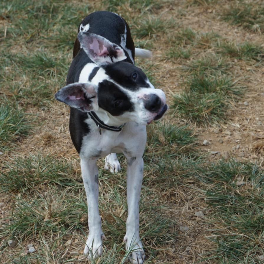 Enlarge Aurora Shea, a Adoptable mixed breed in Duck River, TN image 1/6