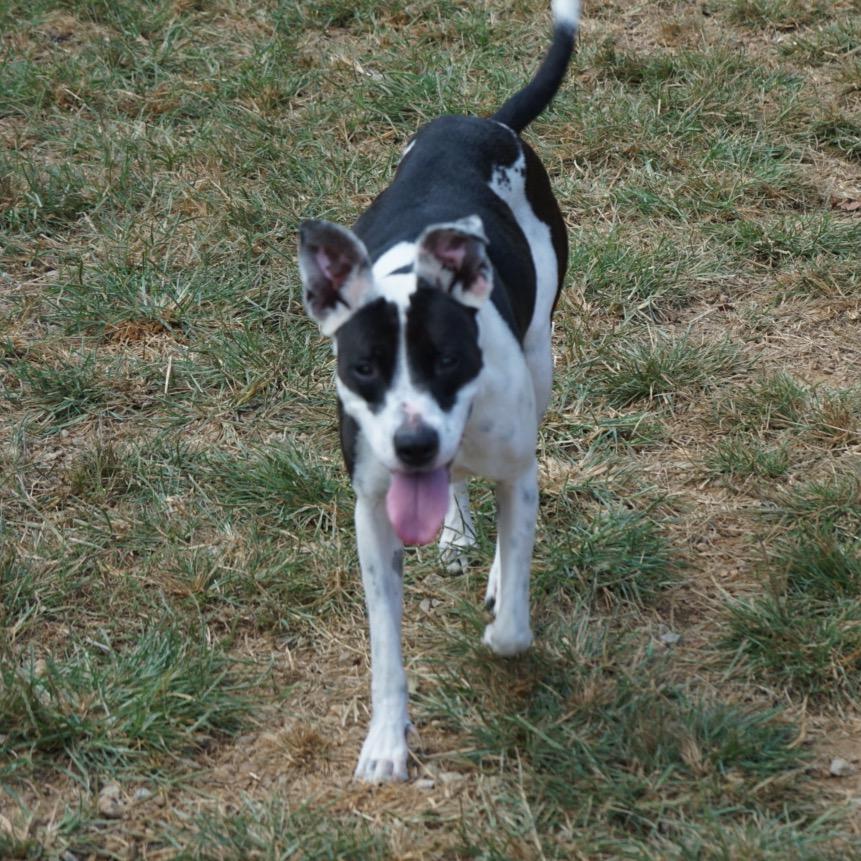 Enlarge Aurora Shea, a Adoptable mixed breed in Duck River, TN image 2/6