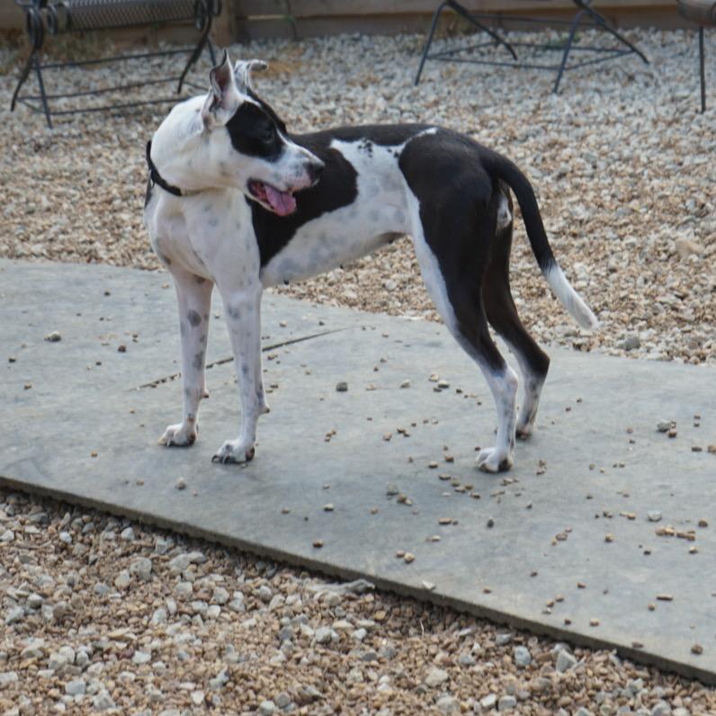Enlarge Aurora Shea, a Adoptable mixed breed in Duck River, TN image 3/6