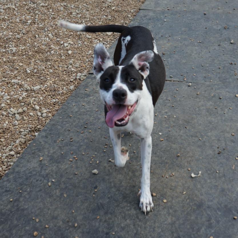 Enlarge Aurora Shea, a Adoptable mixed breed in Duck River, TN image 4/6