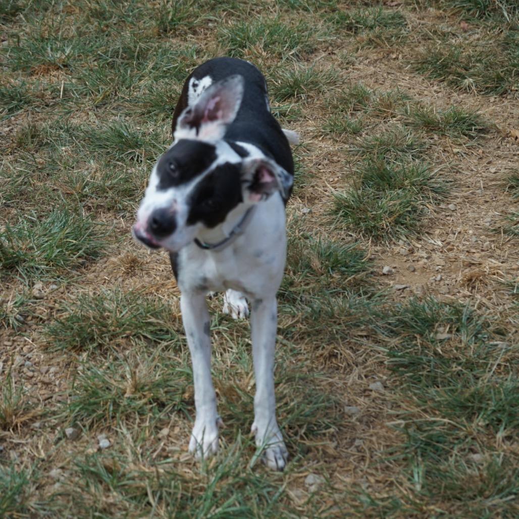 Enlarge Aurora Shea, a Adoptable mixed breed in Duck River, TN image 5/6