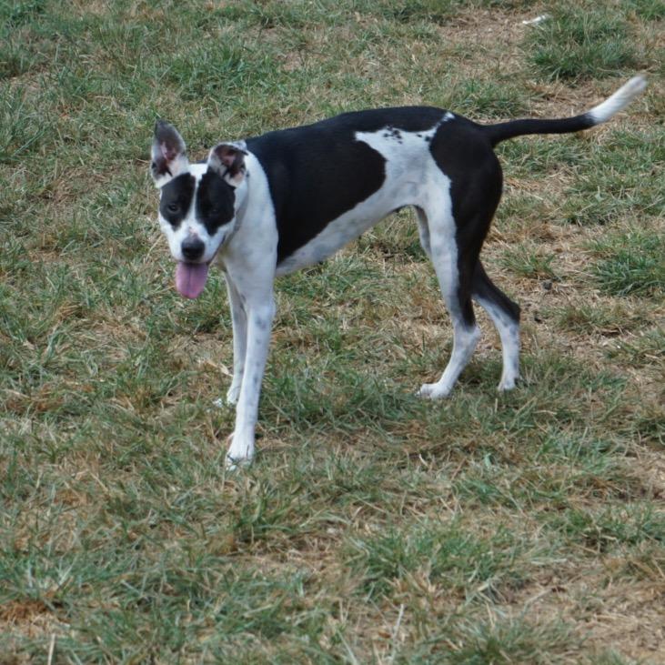 Enlarge Aurora Shea, a Adoptable mixed breed in Duck River, TN image 6/6