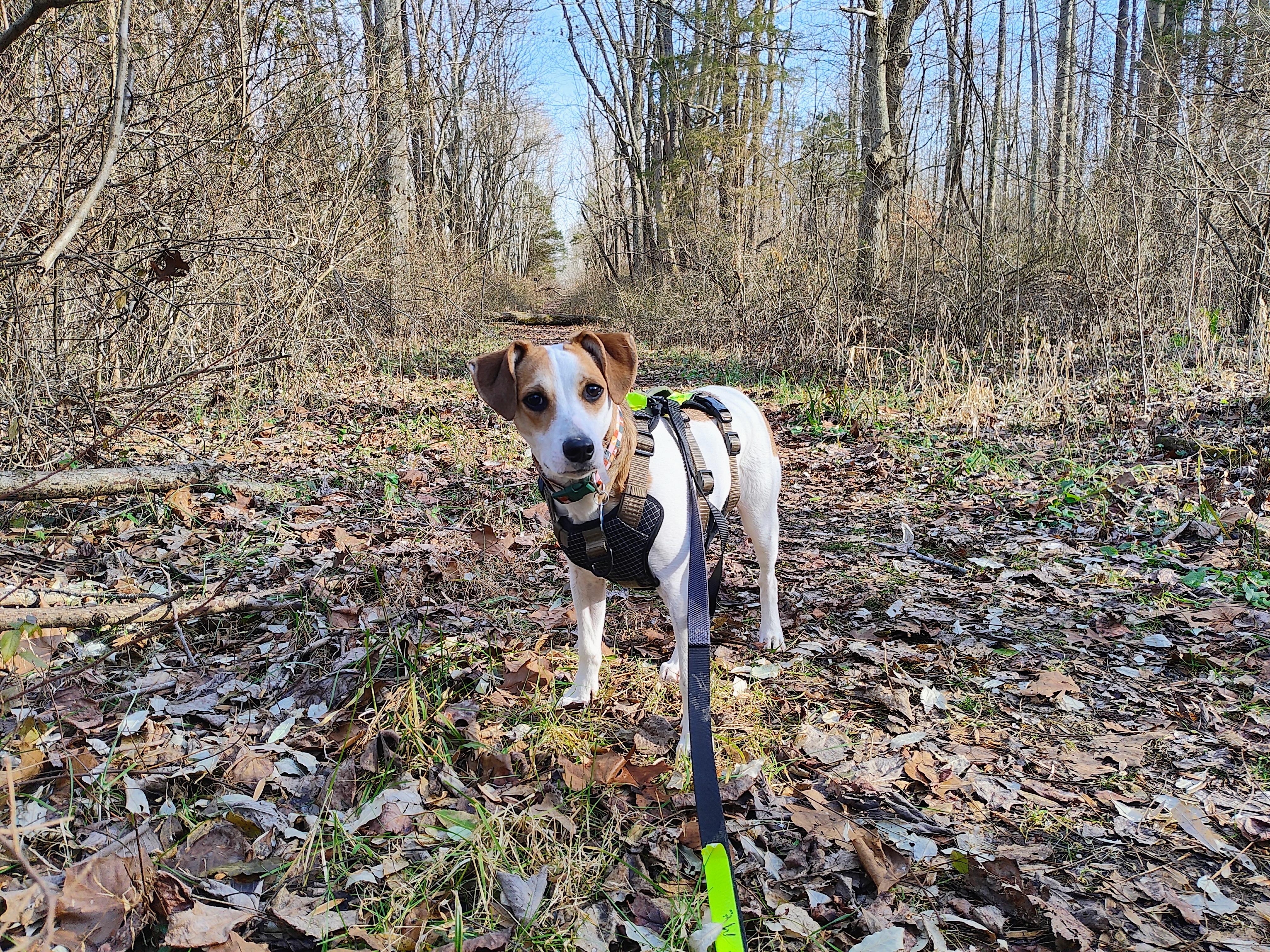 Enlarge Deke , a ADOPTABLE mixed breed in Brownstown, IN image 1/4