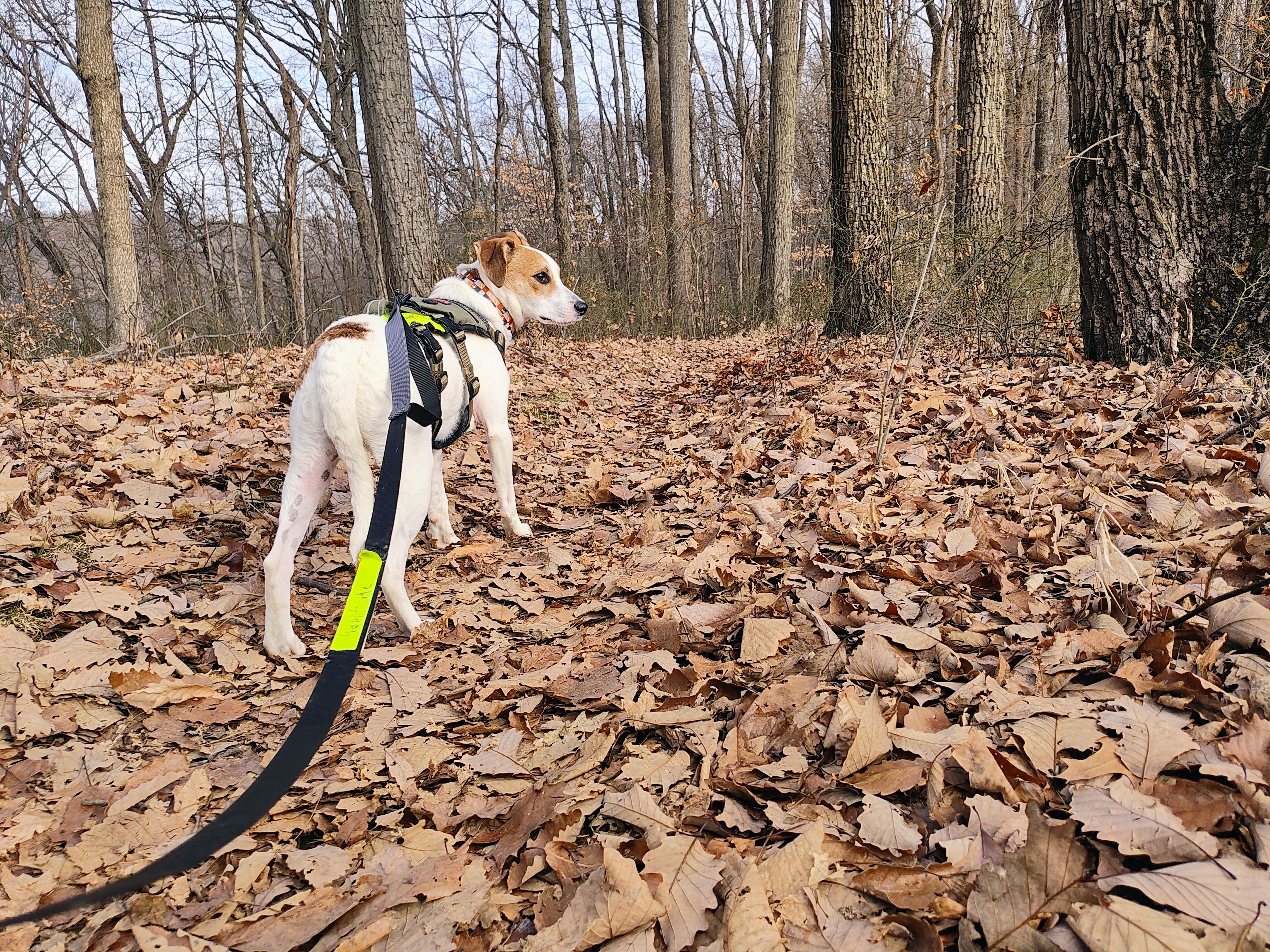 Enlarge Deke , a ADOPTABLE mixed breed in Brownstown, IN image 2/4