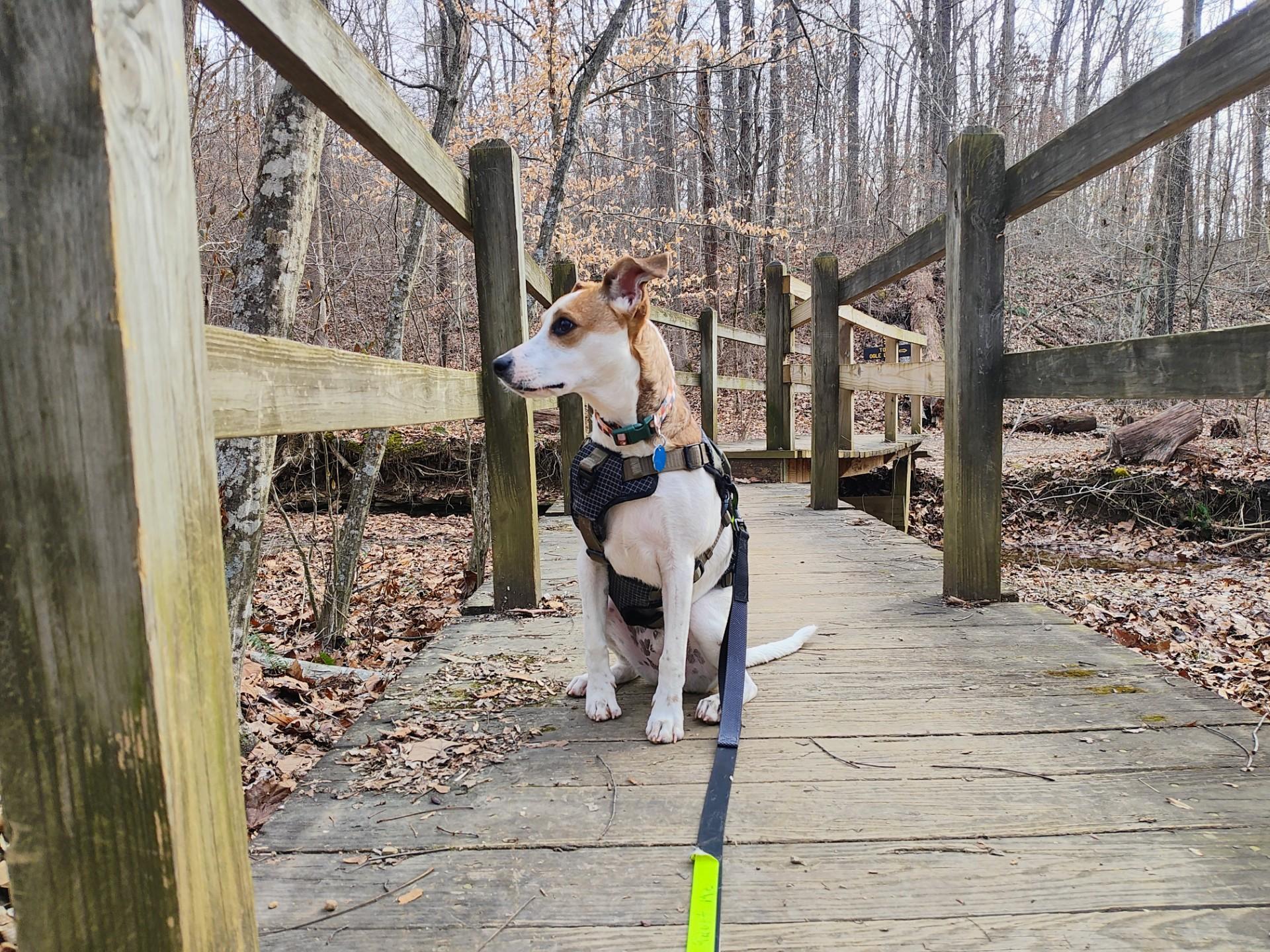 Enlarge Deke , a ADOPTABLE mixed breed in Brownstown, IN image 4/4