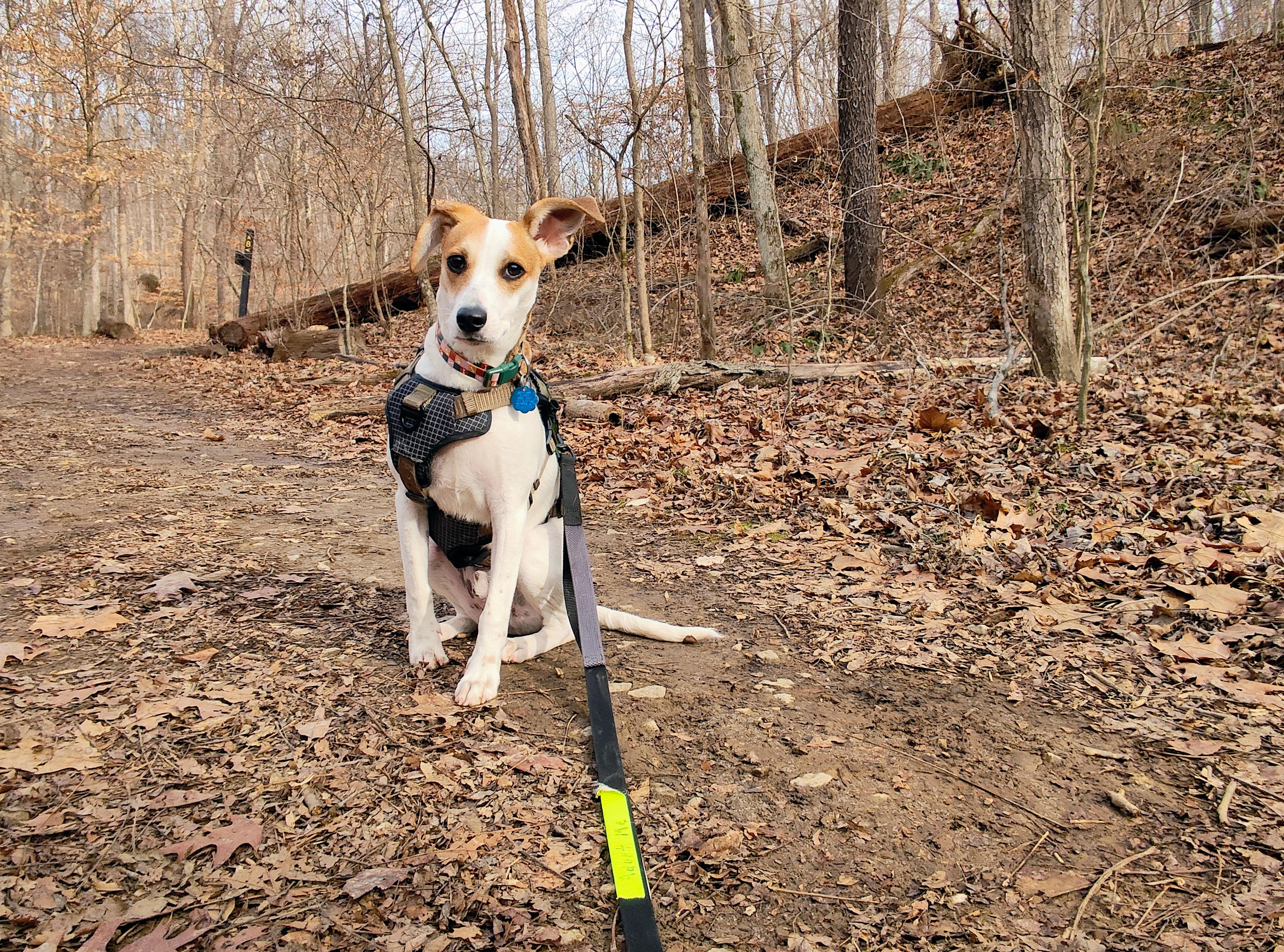 Enlarge Deke , a ADOPTABLE mixed breed in Brownstown, IN image 3/4