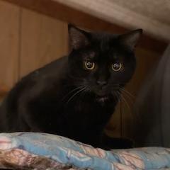 Enlarge Mouser, a Adoptable Domestic Short Hair in New Market, MN image 1/1