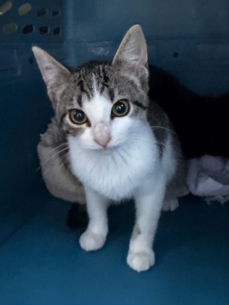 Watermelon, Adoptable, Kitten Female Domestic Short Hair.