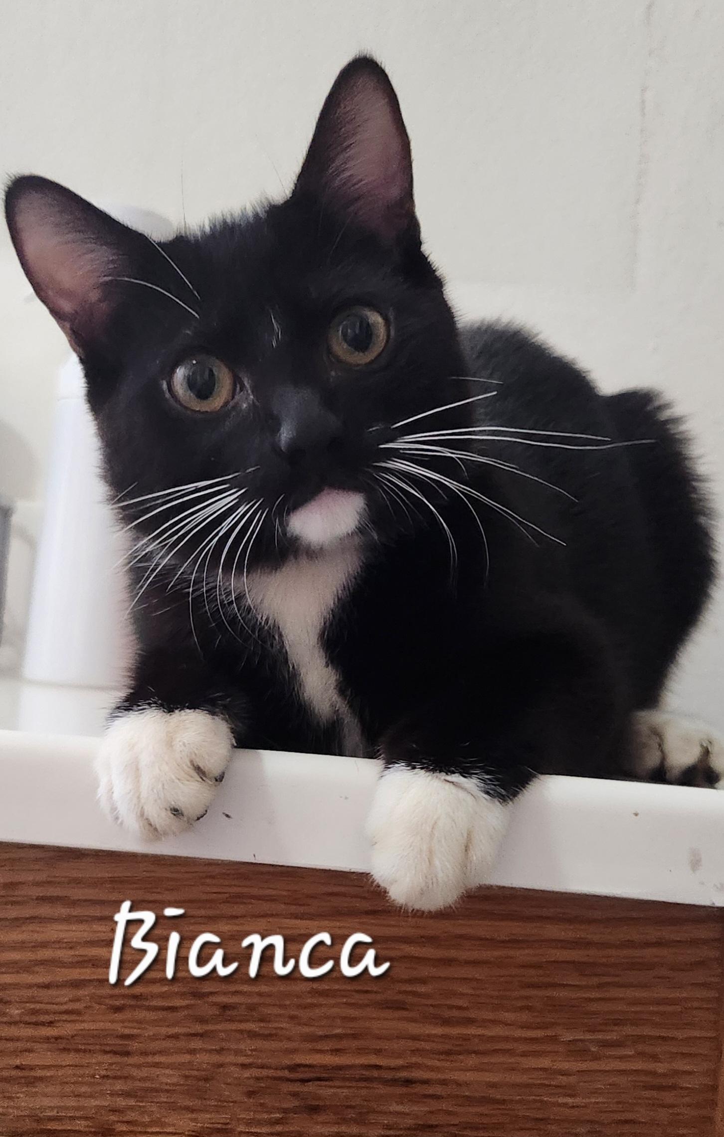 Bianca, ADOPTABLE, Young Female Domestic Short Hair.