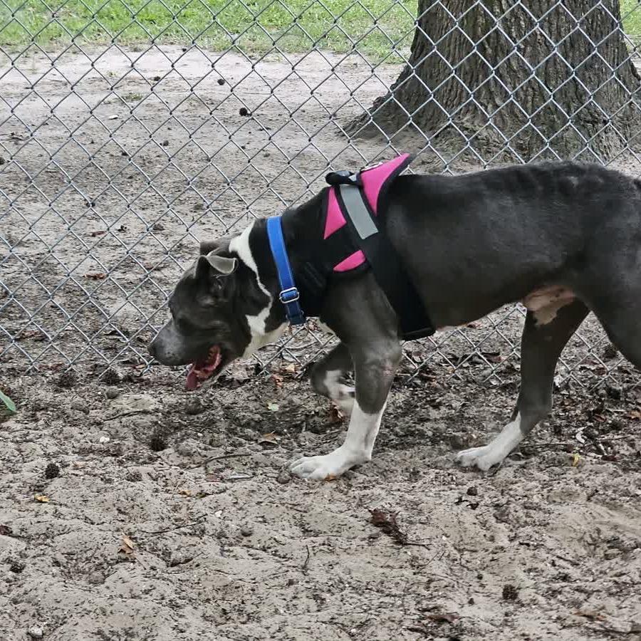 Enlarge Ralph Nader 28480, a Adoptable Mixed Breed in Middleburg, FL image 1/4
