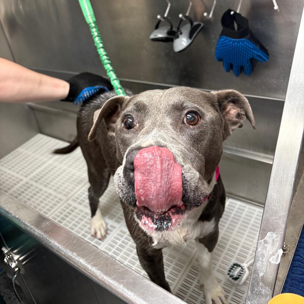 Enlarge Ralph Nader 28480, a Adoptable Mixed Breed in Middleburg, FL image 1/2
