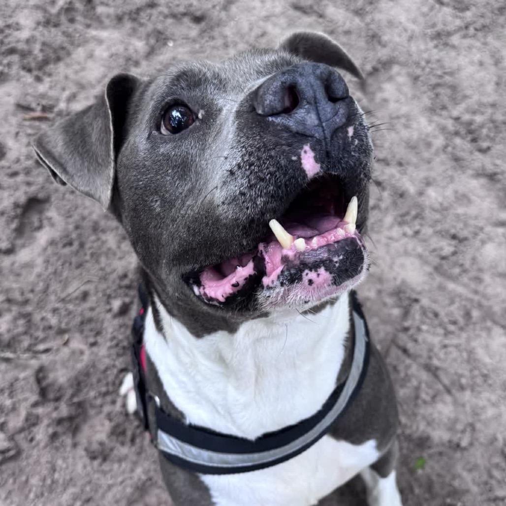 Ralph Nader 28480, Adoptable, Senior Male Mixed Breed.