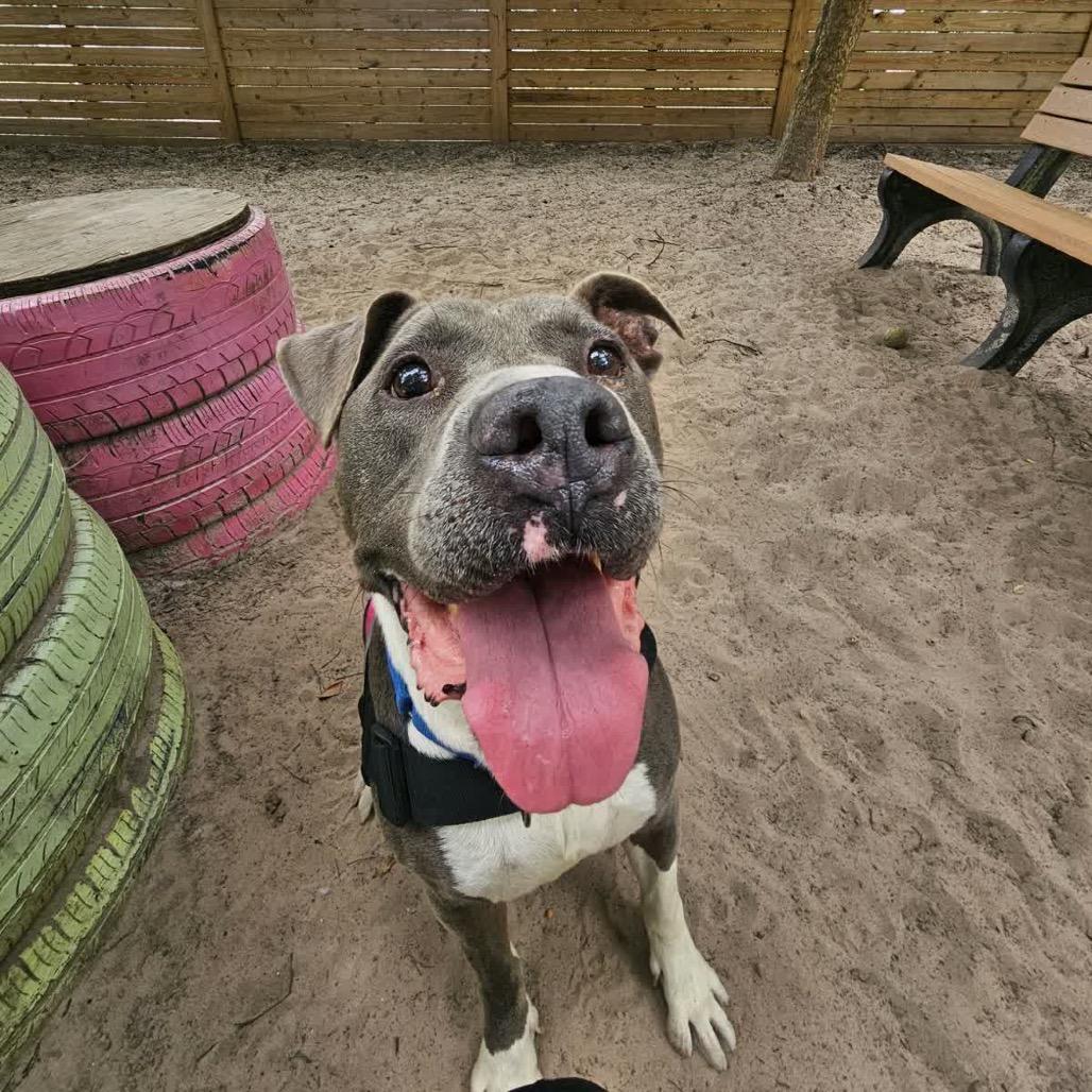 Enlarge Ralph Nader 28480, a Adoptable Mixed Breed in Middleburg, FL image 4/4