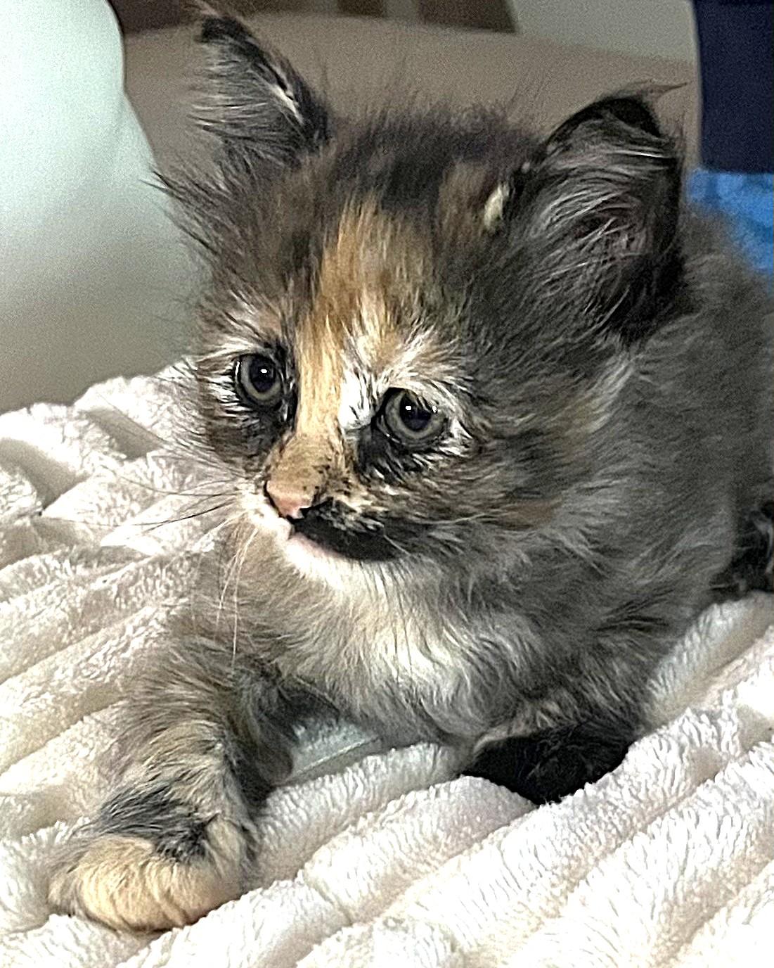 Enlarge Shilah (long-haired tortie) - Pre-Adoption Only, a Adoptable Domestic Long Hair in Allen, TX image 5/5
