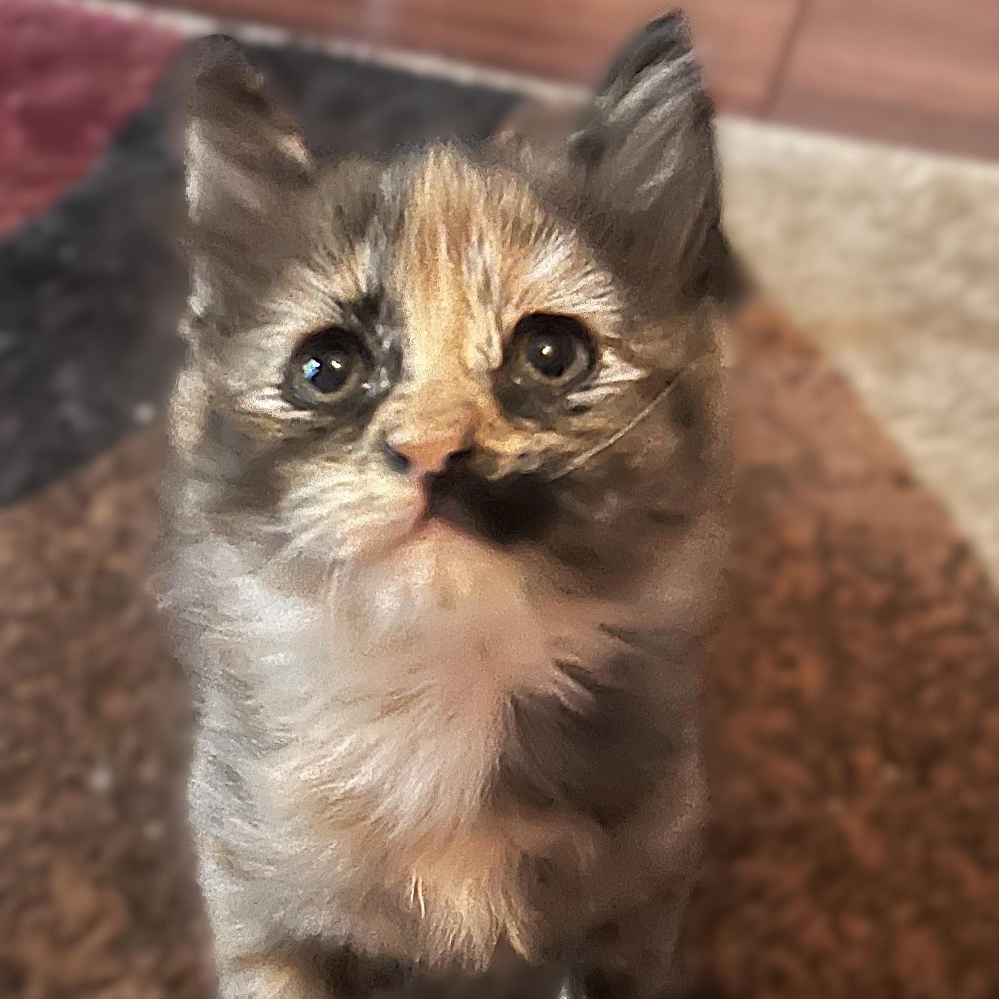 Shilah (long-haired tortie) - Pre-Adoption Only, Adoptable, Kitten Female Domestic Long Hair.