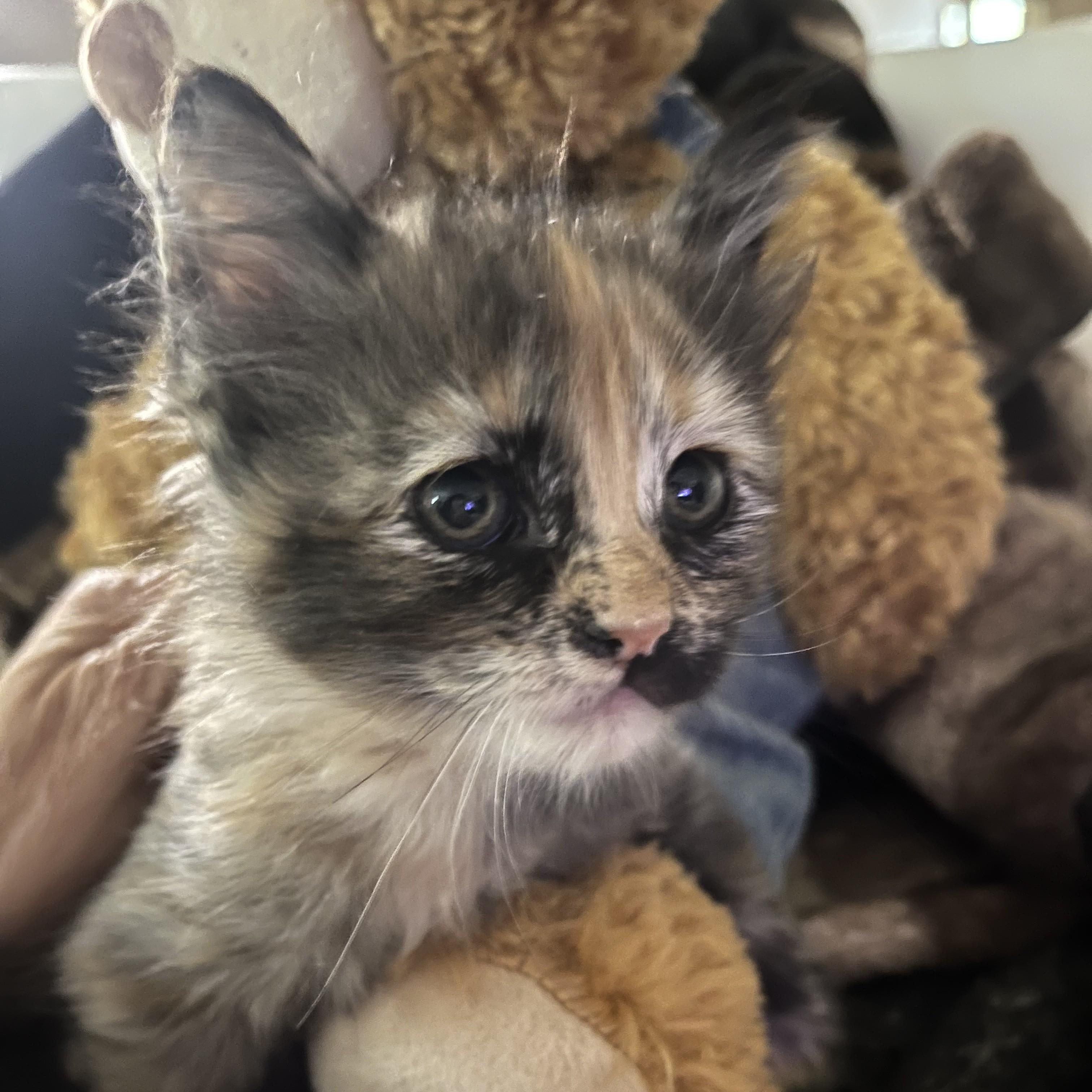 Enlarge Shilah (long-haired tortie) - Pre-Adoption Only, a Adoptable Domestic Long Hair in Allen, TX image 2/5