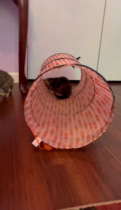 Enlarge Shilah (long-haired tortie) - Pre-Adoption Only, a Adoptable Domestic Long Hair in Allen, TX video 3/5