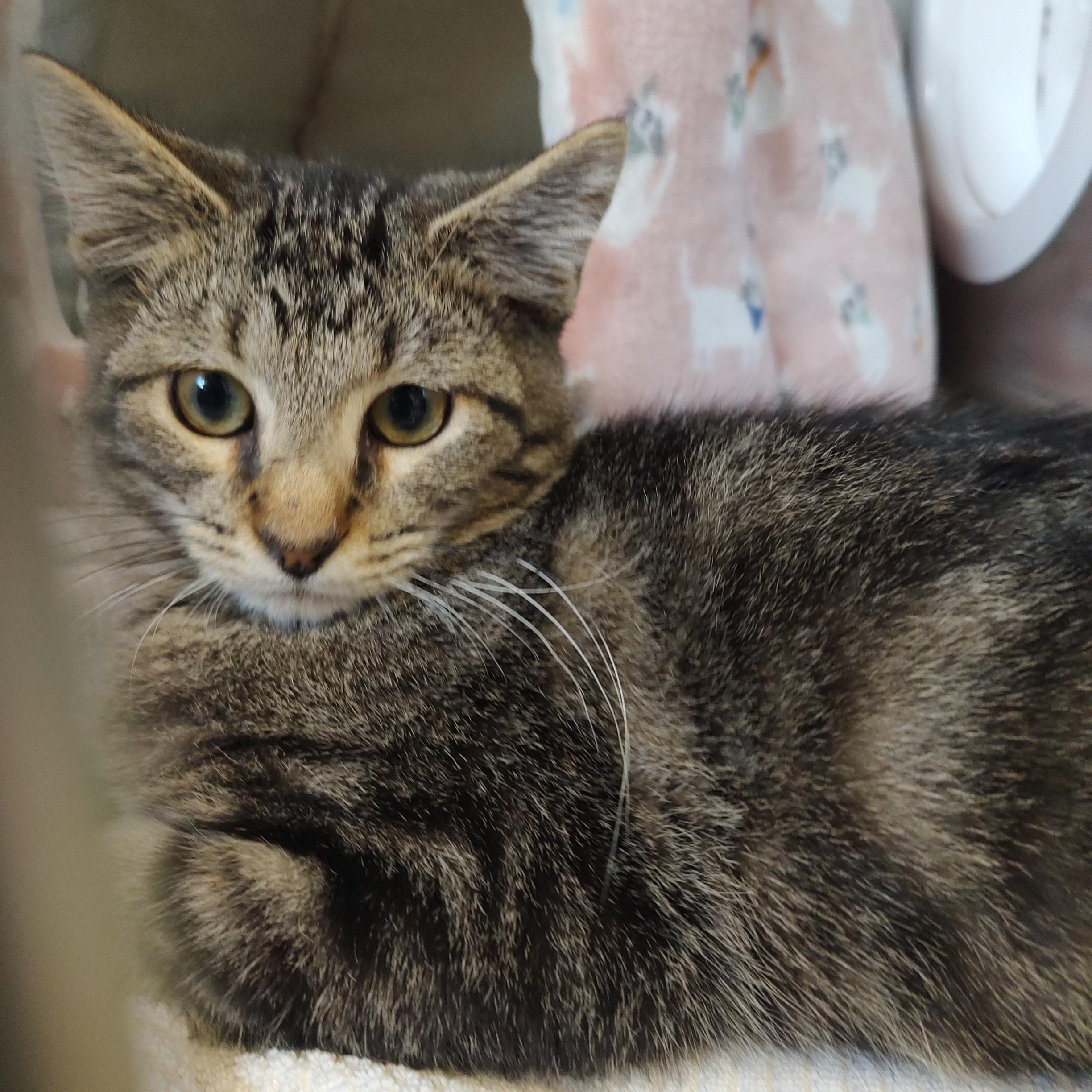 Hokey Pokey, a Adoptable Tabby in Driggs, ID image 3/4