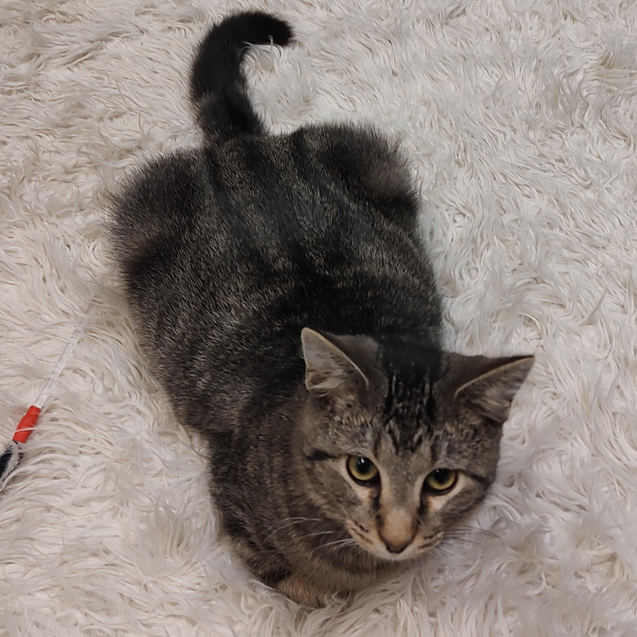 Hokey Pokey, a Adoptable Tabby in Driggs, ID image 1/4