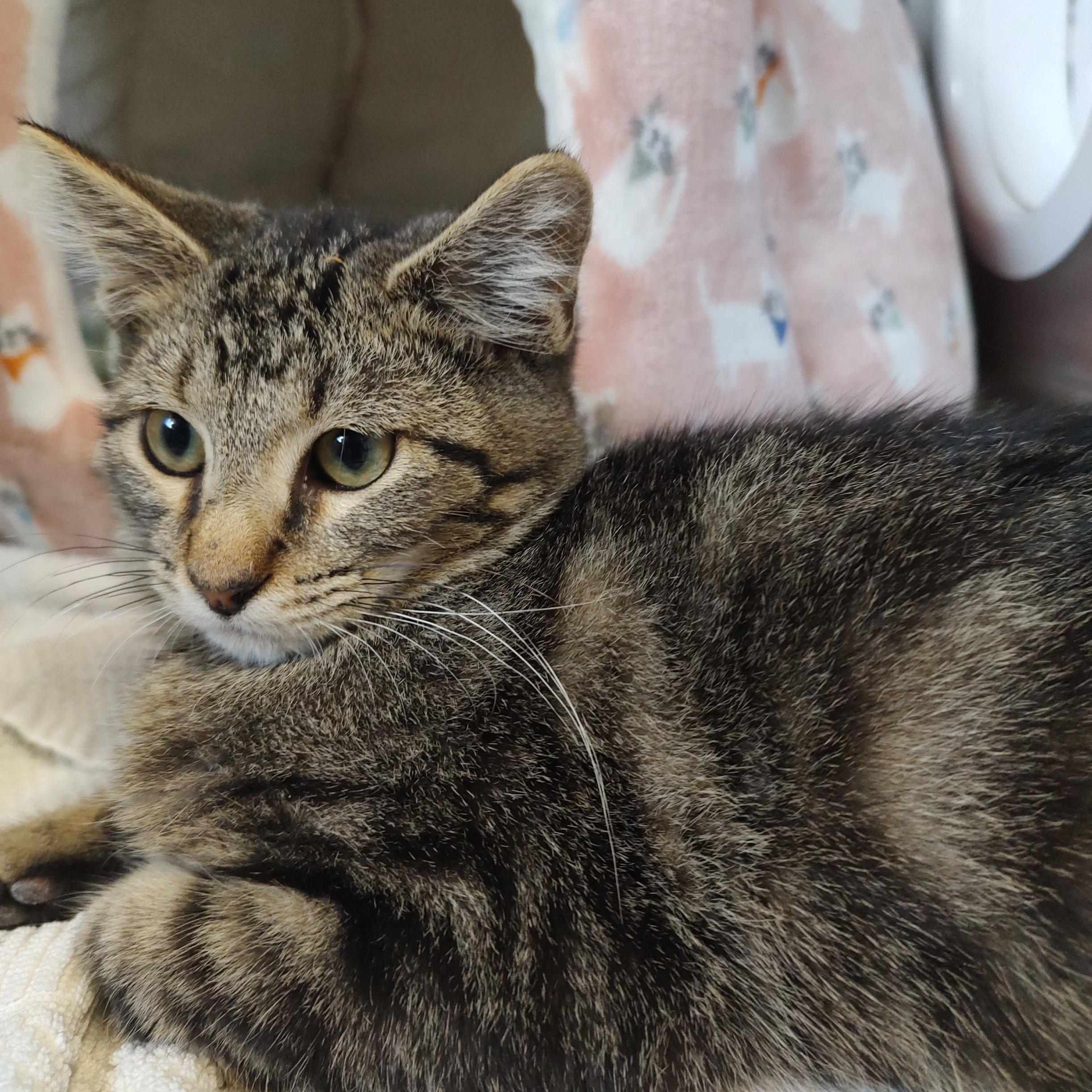 Hokey Pokey, Adoptable, Kitten Male Tabby.