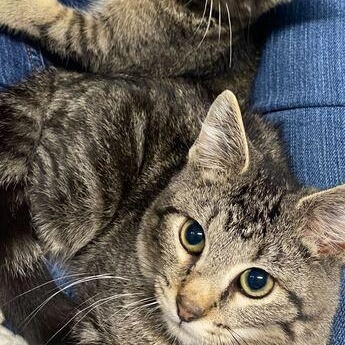 Hokey Pokey, a Adoptable Tabby in Driggs, ID image 4/4