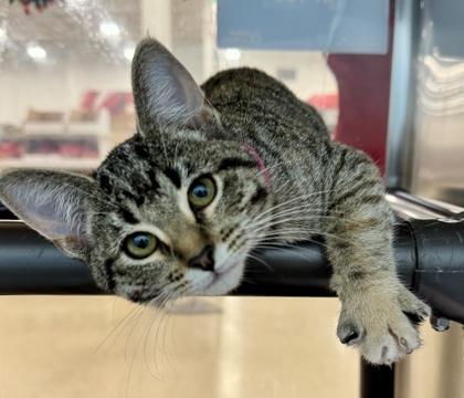 Miss Fritter, Adoptable, Kitten Female Domestic Short Hair & Domestic Short Hair.