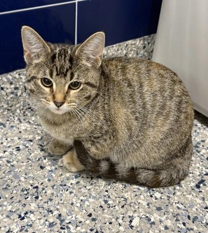 Enlarge Miss Fritter, a Adoptable mixed breed in Grapevine, TX image 2/2