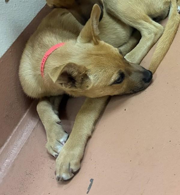 Betsy, Adoptable, Puppy Female Shepherd.