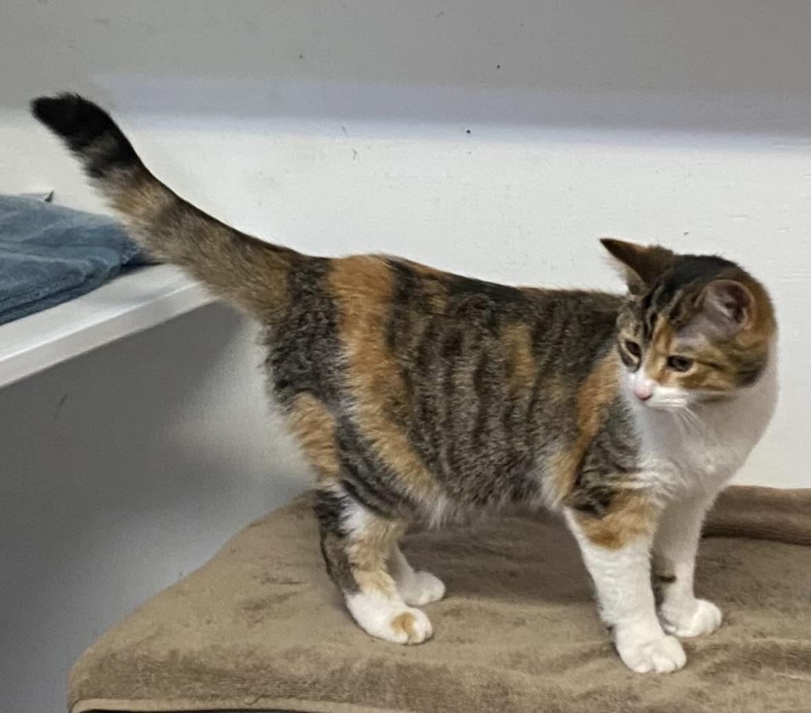 Enlarge Martha, an adoptable Dilute Tortoiseshell in Stanstead, QC image 3/6