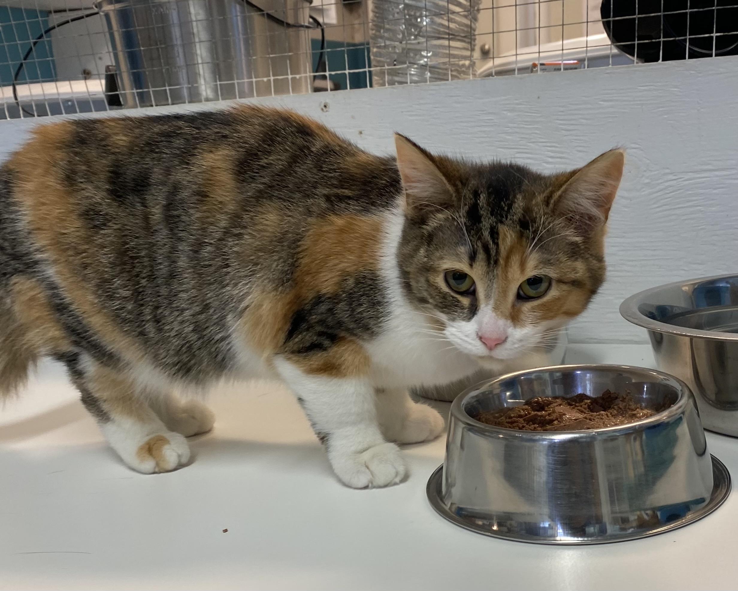 Enlarge Martha, an adoptable Dilute Tortoiseshell in Stanstead, QC image 2/6