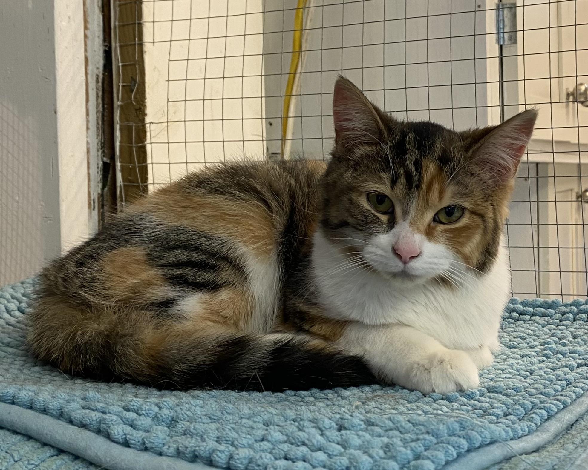 Enlarge MissyAnne, an adoptable Dilute Tortoiseshell in Stanstead, QC image 1/6