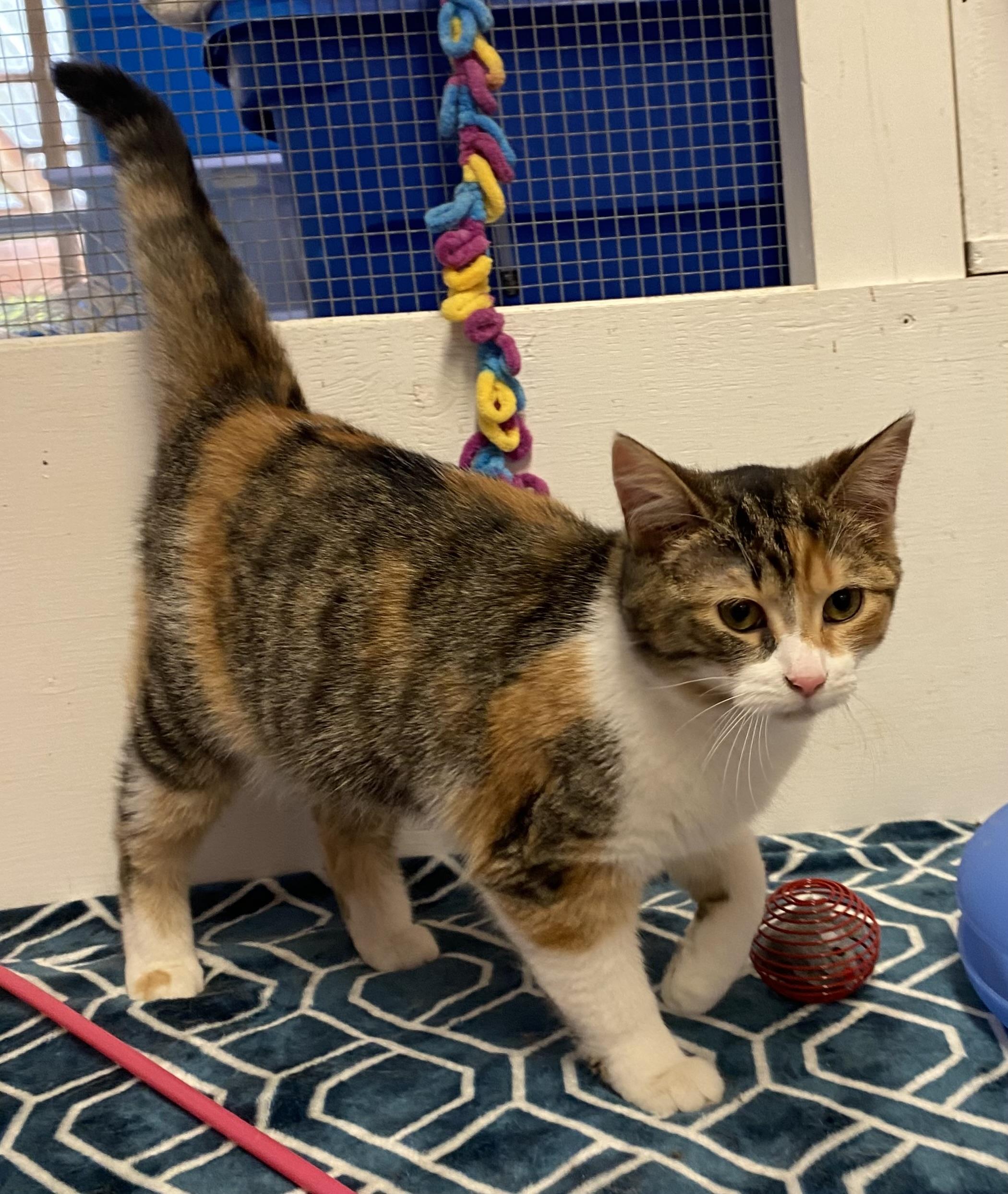 Enlarge Martha, an adoptable Dilute Tortoiseshell in Stanstead, QC image 4/6