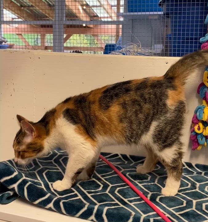 Enlarge Martha, an adoptable Dilute Tortoiseshell in Stanstead, QC video 6/6