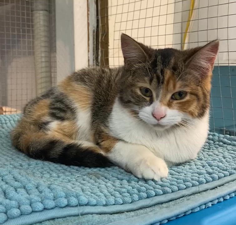 Enlarge MissyAnne, an adoptable Dilute Tortoiseshell in Stanstead, QC video 5/6